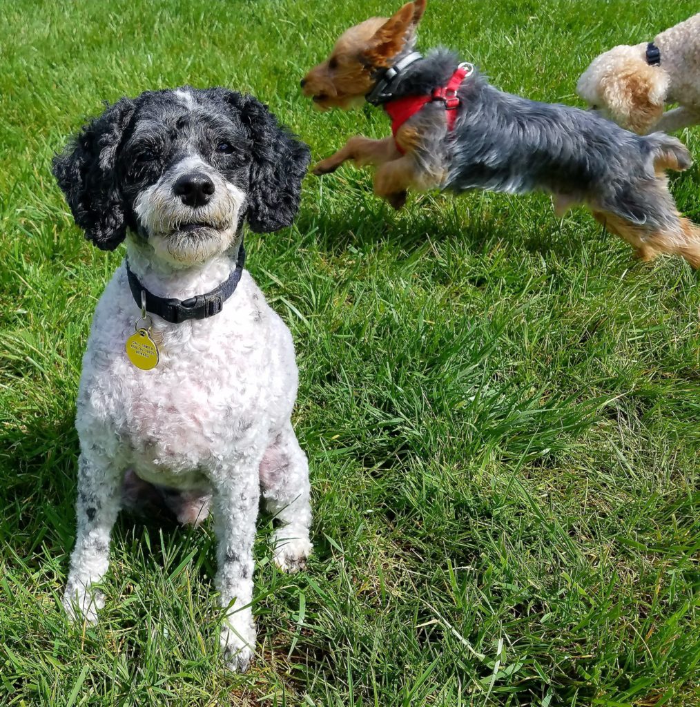 small dog daycare